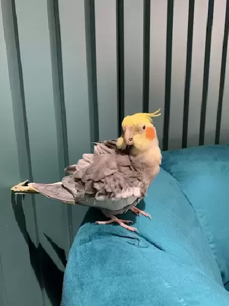 سالن زيبايي ژامک